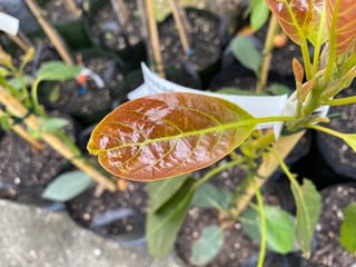 Avocado 'Hass' (Persea americana) young plant with a glossy copper-red new leaf, green veins and a plant label, among potted seedlings staked with bamboo.