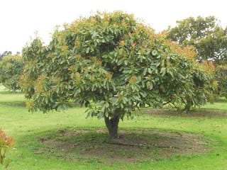 Avocado 'Hass' (Persea americana) tree with a dense rounded canopy of green leaves and coppery new growth, standing on grass in an orchard.