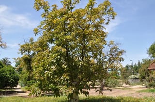 Avocado 'Hass' (Persea americana) tree with a branching canopy of yellow-green and bronze-tinged leaves, growing in a garden under a blue sky.