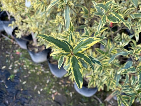 Phebalium squameum 'Illumination'