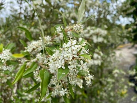 Phebalium squameum