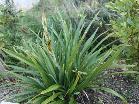 Phormium cookianum 'Emerald Gem'