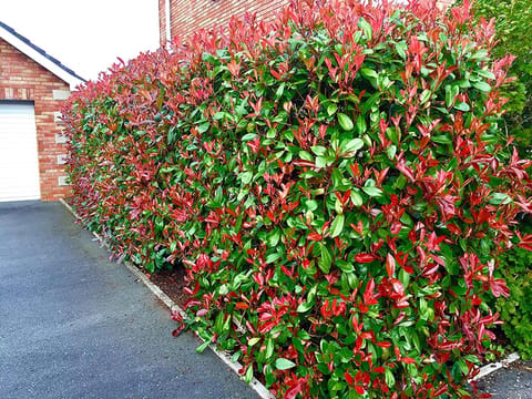 Photinia x fraseri 'Red Robin'