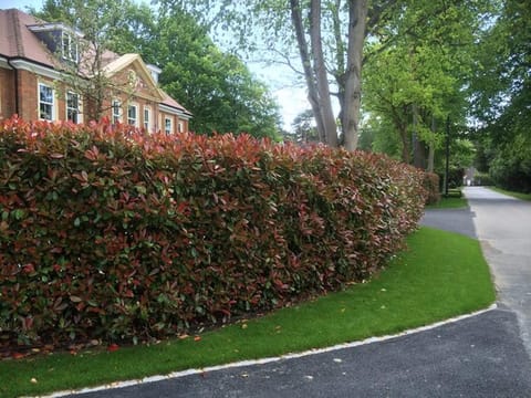 Photinia x fraseri 'Superhedge'