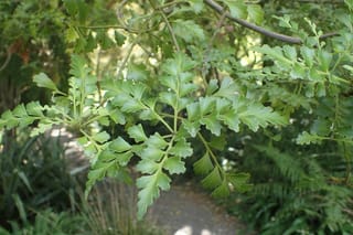 Phyllocladus trichomanoides (tānekaha) branch with green, toothed, fan-shaped phylloclades along slender stems, with a garden path and ferns behind.