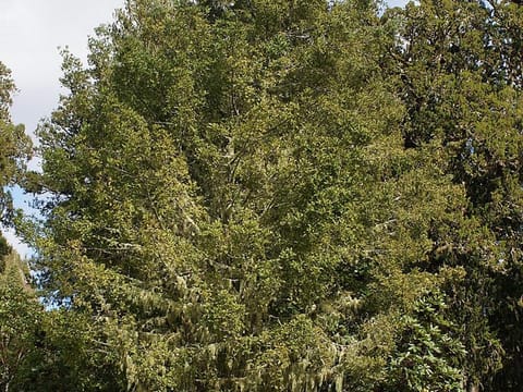 Phyllocladus trichomanoides
