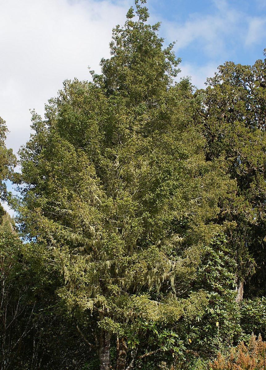 Phyllocladus trichomanoides (tānekaha), a tall upright tree with olive-green foliage and pale lichen hanging from its branches, growing in native bush.