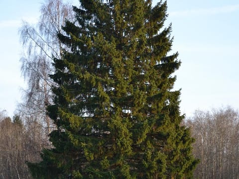 Picea abies