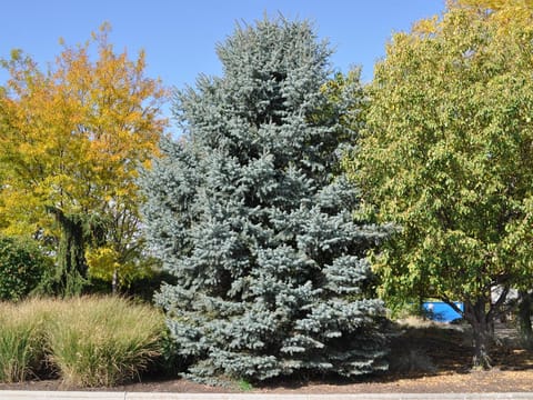 Picea pungens 'Baby Blue'