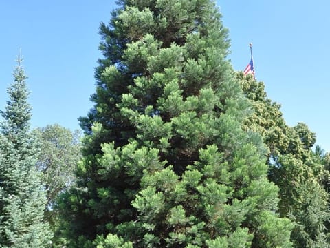 Picea pungens 'Glauca'