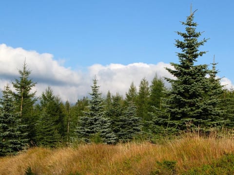 Picea pungens
