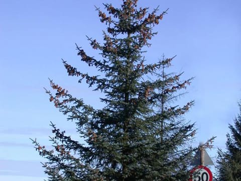 Picea sitchensis