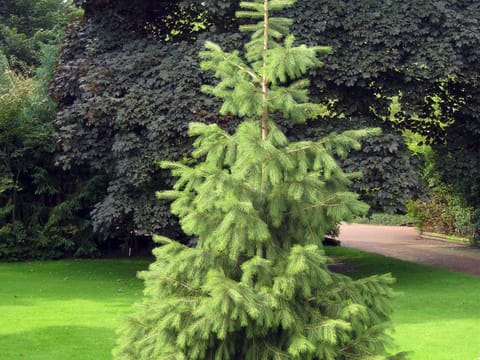 Picea smithiana