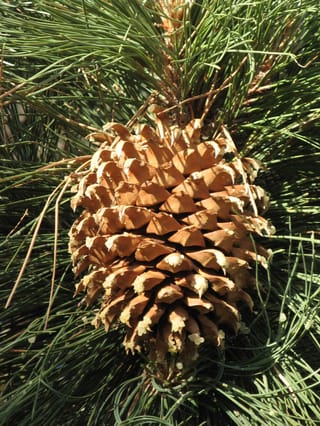 Pinus coulteri (Coulter Pine) cone with tan, hooked scales dotted with pale resin, hanging among long green needles.