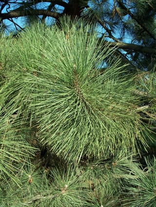 Pinus coulteri (Coulter Pine) foliage, showing long grey-green needles radiating in dense tufts from a branch tip, with dark branches against blue sky.