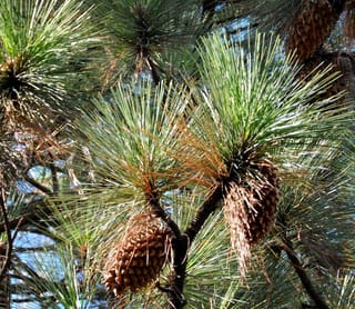 Pinus coulteri (Coulter Pine) branch with long grey-green needle tufts and brown cones hanging among dark stems against blue sky.