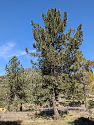 Pinus coulteri (Coulter Pine) tree with long grey-green needles in tufted clusters, growing on a dry grassy hillside under a clear blue sky.