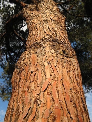 Pinus pinea (Stone Pine) trunk seen from below, with orange-red bark in flaking plates and dark green foliage against blue sky.