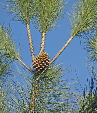 Pinus pinea (Stone Pine) with a rounded brown cone at a branch fork, surrounded by long green needles against a blue sky.