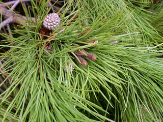 Pinus pinea (Stone Pine) branch with long green needles, a small grey-brown cone and clusters of brown male cones among the foliage.