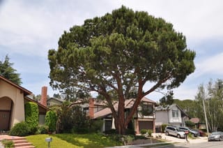 Mature Pinus pinea (Stone Pine) with a broad, rounded umbrella crown of dark green foliage and reddish branching trunk, growing in a suburban street.