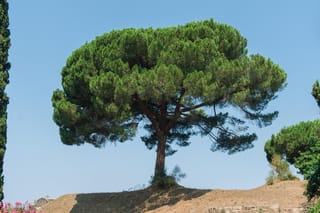 Pinus pinea (Stone Pine) with a broad, flat-topped green crown on a bare trunk, standing on a dry grassy rise against a clear blue sky.
