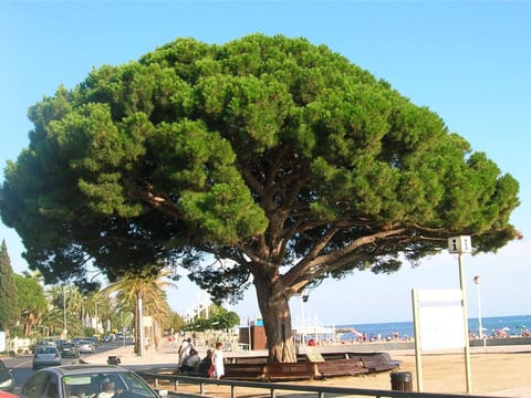 Pinus pinea
