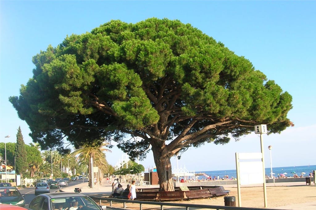 Pinus pinea (Stone Pine) with a broad, flat-topped green crown and a thick trunk, growing beside a seaside promenade with benches, palms and beach.