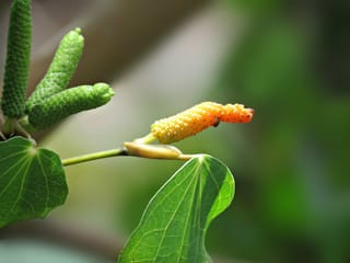 Piper excelsum (kawakawa) stem with one ripe orange fruit spike beside unripe green spikes, among heart-shaped green leaves.