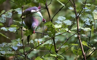 Kererū perched on a Piper excelsum (kawakawa) branch, leaning towards yellow-orange fruit spikes among heart-shaped green leaves with insect holes.