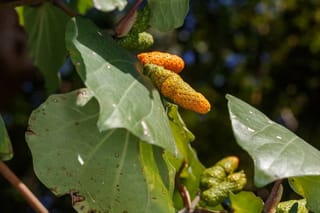 Piper excelsum (kawakawa) with ripening orange and green fruit spikes among broad, heart-shaped leaves marked with small holes.
