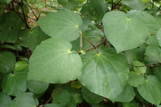 Piper excelsum (kawakawa) foliage with large, glossy, heart-shaped green leaves and a slender, upright flower spike on a dark stem.