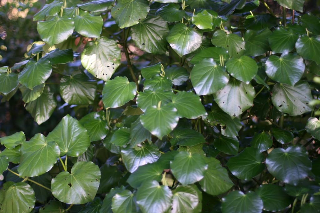 Piper excelsum (kawakawa) foliage, with glossy, heart-shaped green leaves, some with small holes, densely layered on branches in dappled shade.