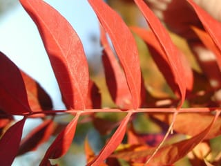 Close-up of Pistacia chinensis (Chinese Pistachio) pinnate leaves in vivid red autumn colour, with leaflets paired along a red stem against a blurred sky.