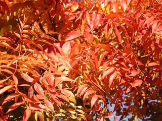 Pistacia chinensis (Chinese Pistachio) foliage in autumn, with pinnate leaves in vivid red, orange and yellow against patches of blue sky.