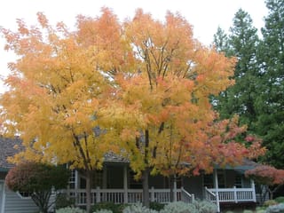 Pistacia chinensis (Chinese Pistachio) in autumn, its spreading crown of yellow, orange and red foliage in front of a house with a veranda.