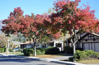 Pistacia chinensis (Chinese Pistachio) street trees with red and orange autumn foliage, planted on a suburban berm beside houses and clipped shrubs.