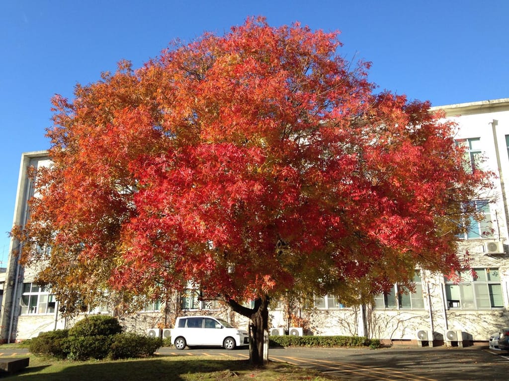 Pistacia chinensis (Chinese Pistachio) in autumn, a broad rounded tree with red, orange and yellow foliage beside a white building and car park.