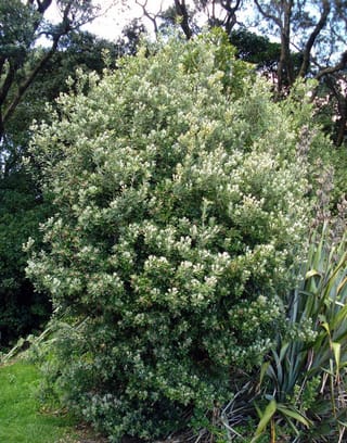Pittosporum crassifolium (Karo), a dense, rounded shrub with grey-green leaves and pale new growth, growing beside flax and lawn.