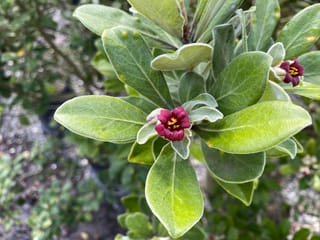 Pittosporum crassifolium (Karo) shoot tip with deep crimson flowers and yellow stamens, surrounded by thick, downy grey-green leaves.
