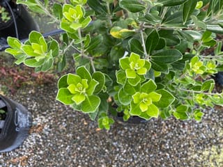 Pittosporum crassifolium (Karo) potted shrub seen from above, with rosettes of bright lime-green new leaves among darker green foliage, on gravel.