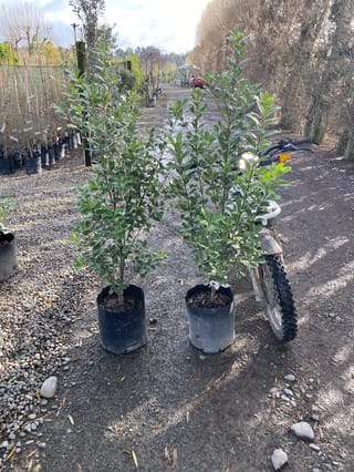 Two upright Pittosporum crassifolium 'Green Lustre' (karo) plants in black planter bags, with glossy green leaves, on a gravel nursery path.