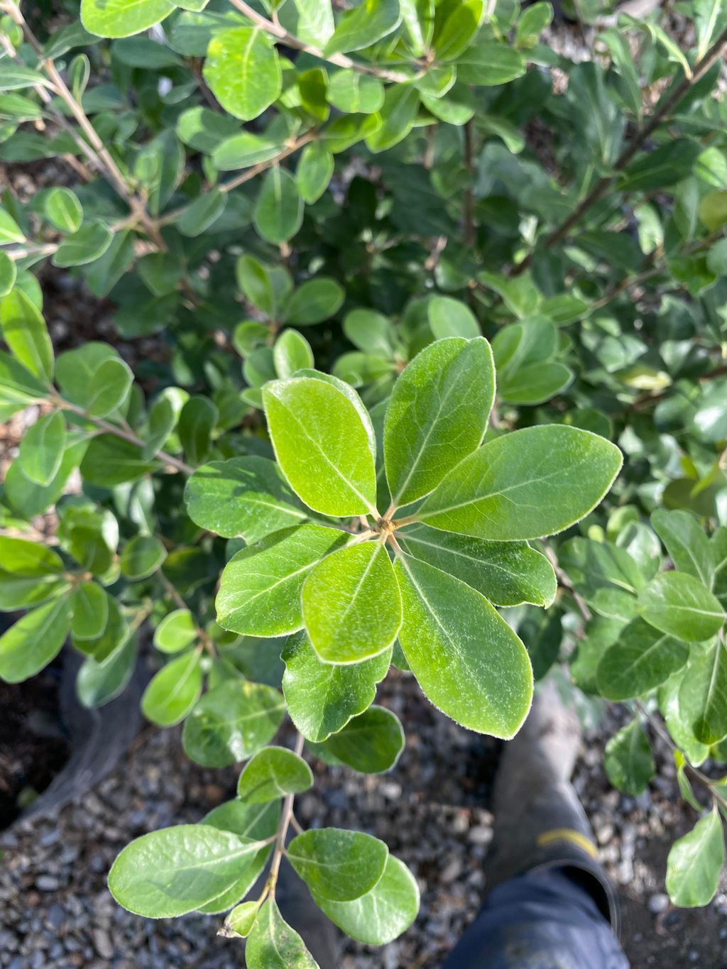 Pittosporum crassifolium 'Green Lustre' (karo), a whorl of oval green leaves with fine downy edges on a potted shrub above gravel.