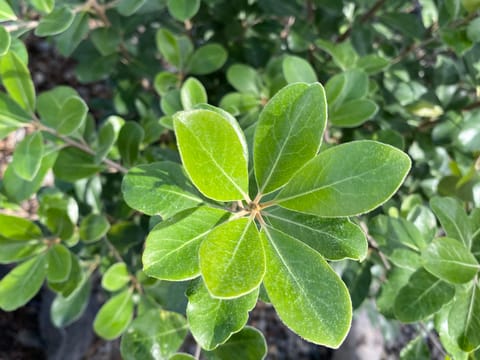 Pittosporum crassifolium 'Green Lustre'