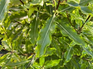 Pittosporum eugenioides (tarata, lemonwood) foliage up close, showing pale-green wavy-edged leaves with pale midribs on dark reddish-brown stems.