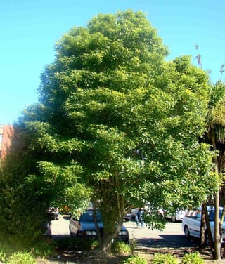 Pittosporum eugenioides (tarata, lemonwood), a mature tree with a rounded, dense canopy of pale green foliage on a short multi-stem trunk beside a car park.