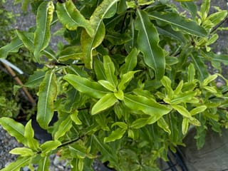 Pittosporum eugenioides (tarata) seen from above, with wavy-edged, pale to mid-green leaves in a dense potted plant on gravel.