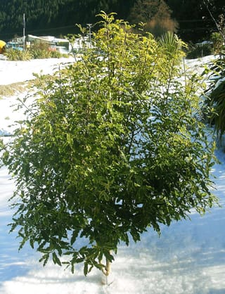 Young Pittosporum eugenioides (tarata) tree with bright green, wavy-edged foliage on slender upright stems, standing in snow with conifers behind.