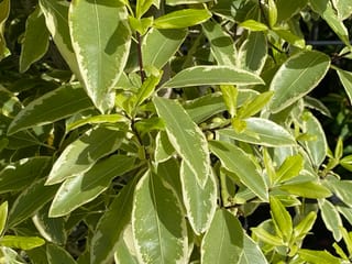 Pittosporum eugenioides 'Variegatum' (tarata), close-up of glossy green leaves with irregular cream-white margins, dark reddish stems and bright new lime-green growth in sunlight.