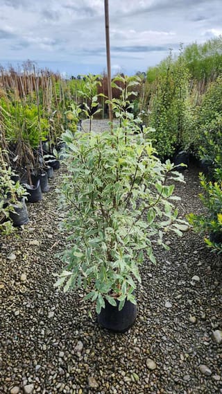 Pittosporum eugenioides 'Variegatum' (tarata), a bushy young plant with cream-edged green leaves, in a black planter bag on a gravel nursery bed.